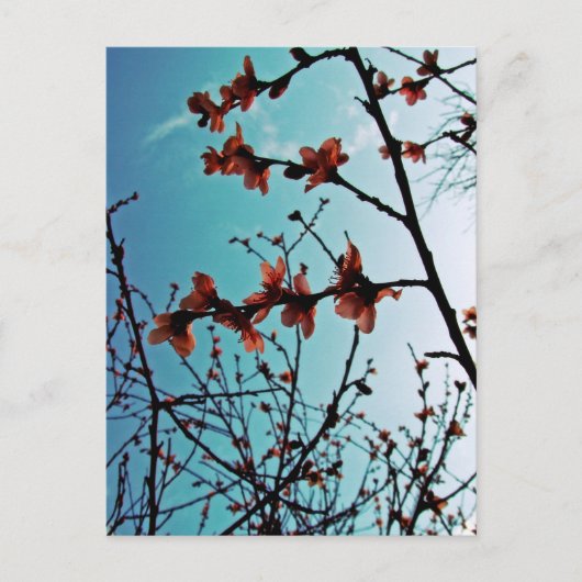 Carte postale Printemps Ciel (Devant)