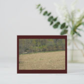 Carte Postale ~ Printemps dans le comté de Lancaster ~ 5 (Debout devant)