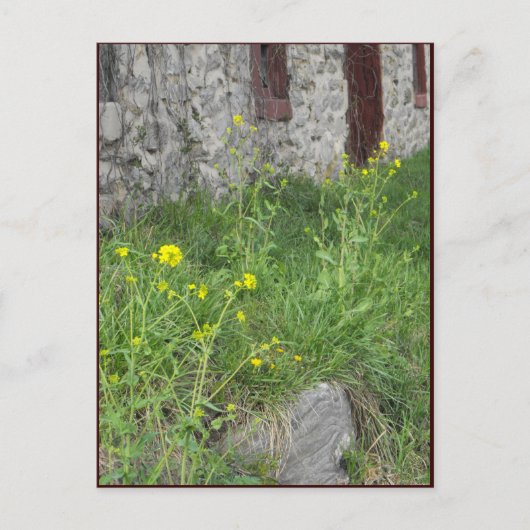 Carte Postale ~ Printemps dans le comté de Lancaster ~ 8 (Devant)