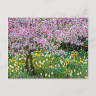 Carte Postale Printemps dans le jardin de Claude Monet