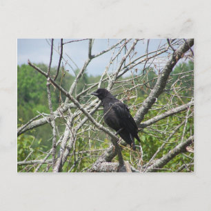 Carte Postale Printemps Dans Le Maine