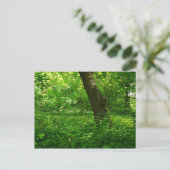 Carte Postale Printemps dans les bois (Debout devant)