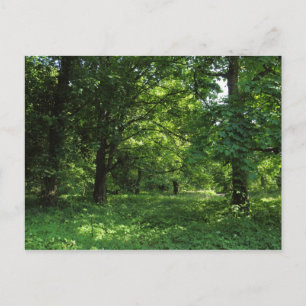 Carte Postale Printemps dans les bois 01