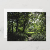 Carte Postale Printemps dans les bois 03 (Devant / Derrière)