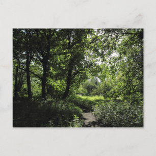 Carte Postale Printemps dans les bois 03