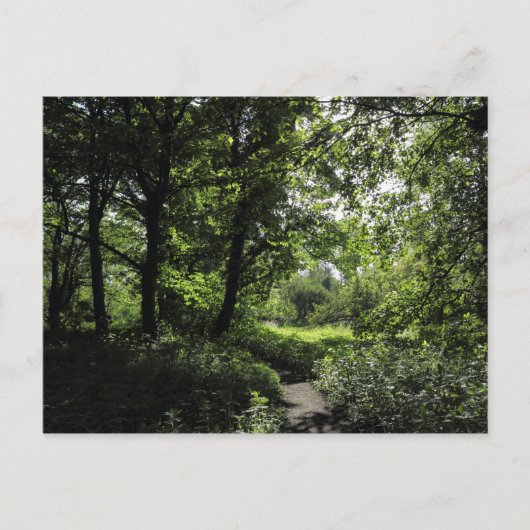 Carte Postale Printemps dans les bois 03 (Devant)