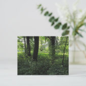 Carte Postale Printemps dans les bois 04 (Debout devant)