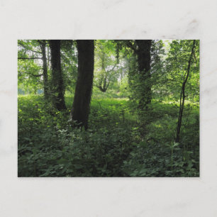 Carte Postale Printemps dans les bois 04