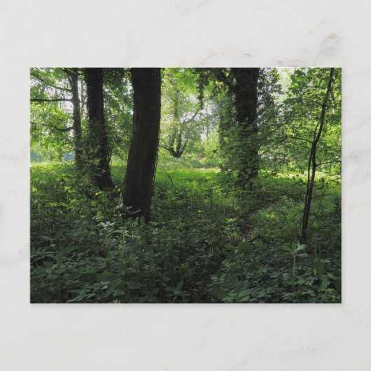 Carte Postale Printemps dans les bois 04 (Devant)