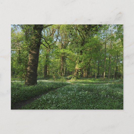 Carte Postale Printemps dans les Bois, Bute Park, Cardiff (Devant)