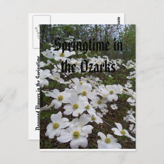 Carte Postale Printemps dans les Ozarks (Devant / Derrière)