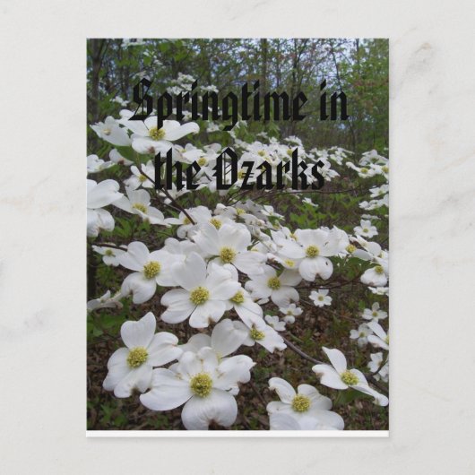 Carte Postale Printemps dans les Ozarks (Devant)