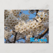 Carte Postale Printemps des cerisiers en fleurs en Corée (Devant)