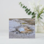 Carte Postale Printemps des coquilles dans le parc national de Y (Debout devant)