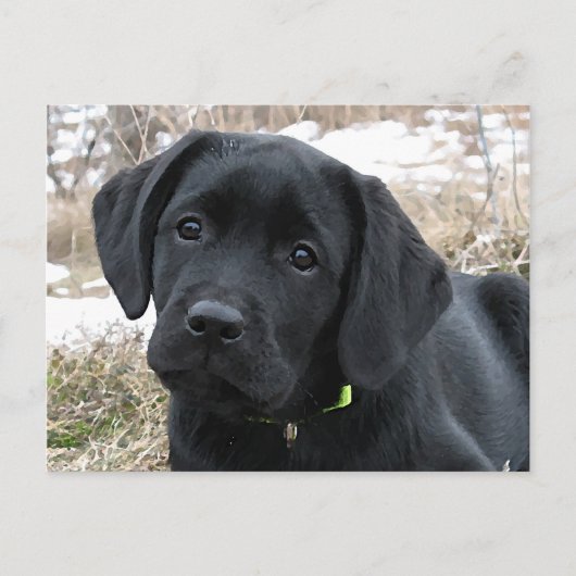 Carte Postale Printemps en attente - Labrador Puppy - Black Lab (Devant)