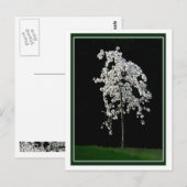 Carte Postale Printemps en fleurs (Devant / Derrière)