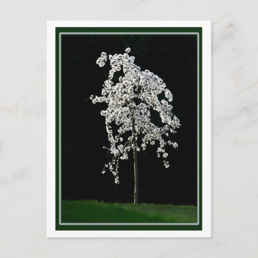 Carte Postale Printemps en fleurs (Devant)