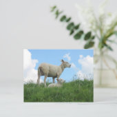 Carte postale Printemps Mère et Bébé mouton (Debout devant)