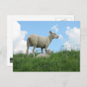 Carte postale Printemps Mère et Bébé mouton (Devant / Derrière)