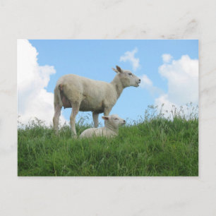 Carte postale Printemps Mère et Bébé mouton
