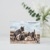 Carte Postale Printemps - Renard arctique (Debout devant)