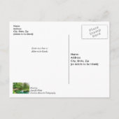 Carte Postale Printemps Vert Réflexions De Vous Penser (Dos)