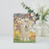 Carte Postale Printemps - Wheaten Terrier 7 (Debout devant)