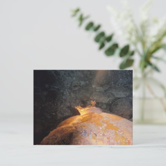 Carte Postale Pris sous les projecteurs (Debout devant)