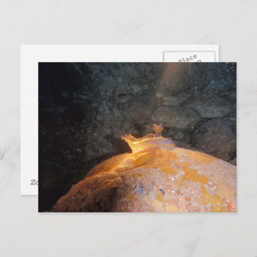 Carte Postale Pris sous les projecteurs (Devant / Derrière)