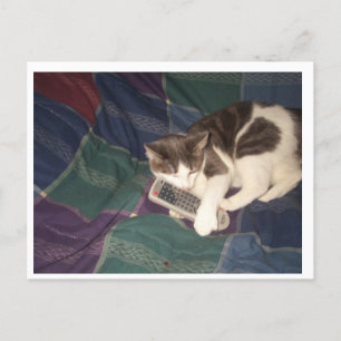 Carte Postale Prise de cache de chat à distance