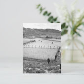 Carte Postale Prisonniers nord-coréens (Debout devant)