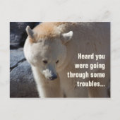 Carte postale ・ problèmes de port Kermode Bear (Devant)