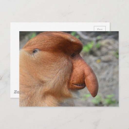 Carte Postale Proboscis singe (Devant / Derrière)