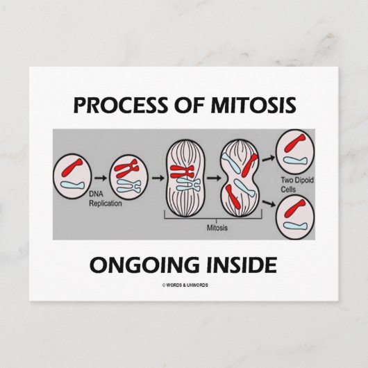 Carte Postale Processus De Mitose En Cours À L'Intérieur (Devant)