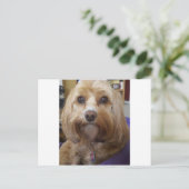 Carte Postale Produits Cavapoo ou Cavadoodle (Debout devant)