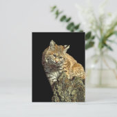 Carte Postale Produits de chat sauvage de Junglewalk.com (Debout devant)