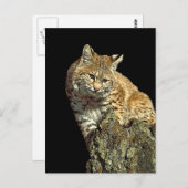 Carte Postale Produits de chat sauvage de Junglewalk.com (Devant / Derrière)