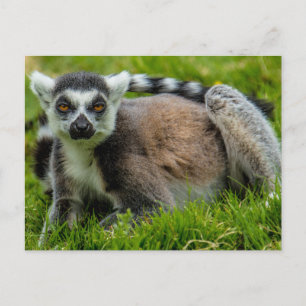 Carte Postale Produits de conception de lémur à queue de cerne m