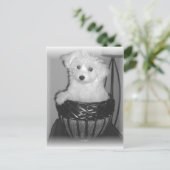 Carte Postale Produits de MaltiPoo (Debout devant)