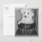 Carte Postale Produits de MaltiPoo (Devant / Derrière)
