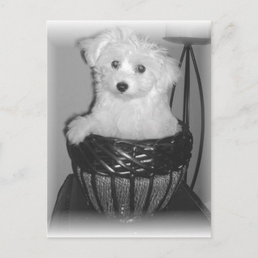 Carte Postale Produits de MaltiPoo (Devant)