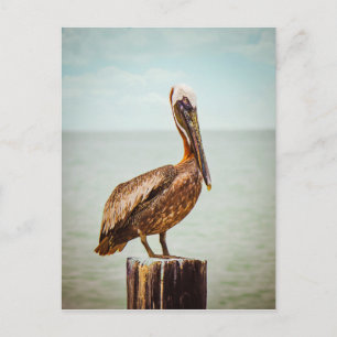 Carte Postale Produits pélicans