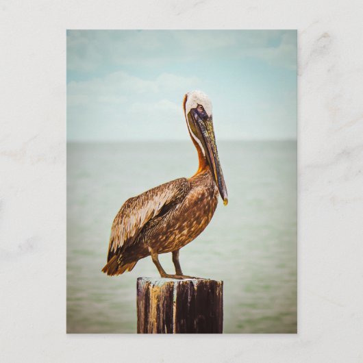 Carte Postale Produits pélicans (Devant)