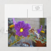 Carte Postale Produits Purple Maggie (Devant / Derrière)