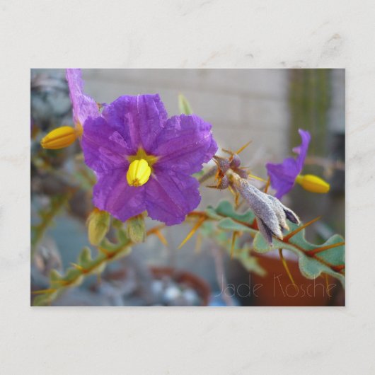 Carte Postale Produits Purple Maggie (Devant)
