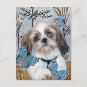 Carte Postale Produits Shih Tzu et Butterflies