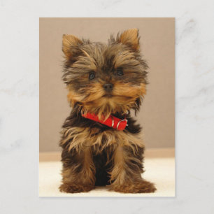 Carte Postale Produits Yorkie