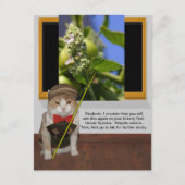 Carte Postale Professeur de chats drôle (Devant)