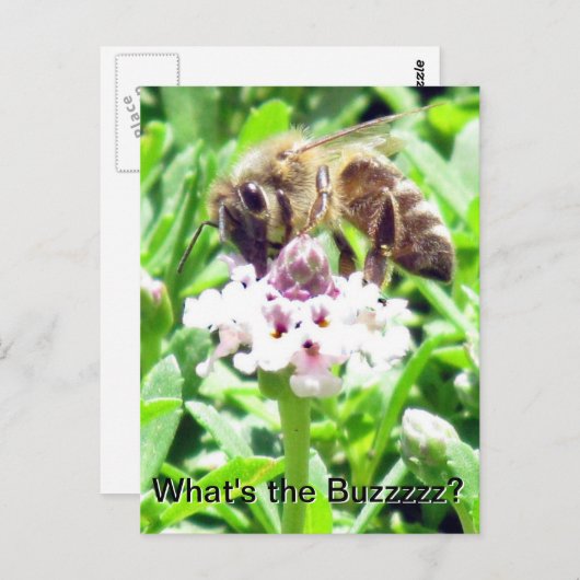 Carte postale - Profil d'abeille à miel (Devant / Derrière)