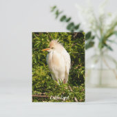 Carte postale Profil de bétail (Debout devant)